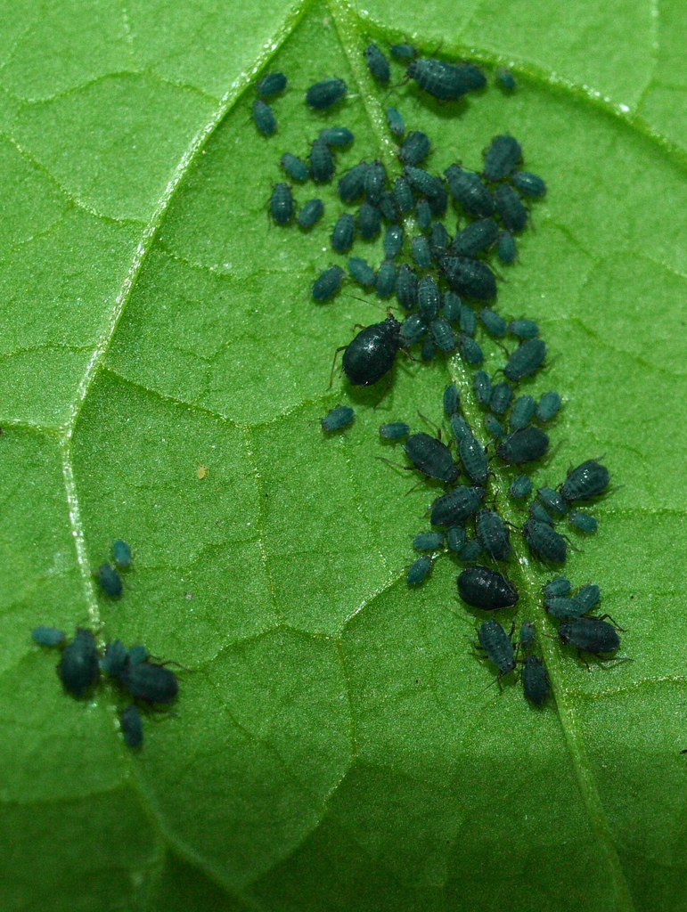 Garlic Mustard Aphid