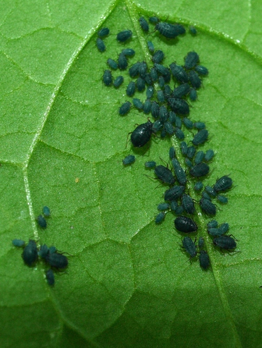 Garlic Mustard Aphid