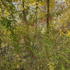 Berberis vulgaris