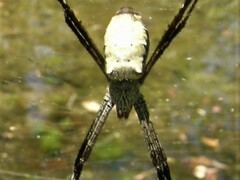 Argiope radon