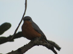 Melaenornis semipartitus