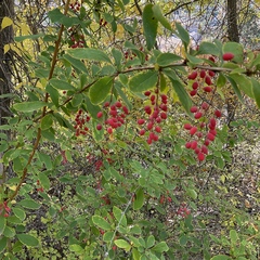 Berberis vulgaris