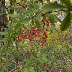 Berberis vulgaris