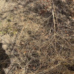 Sisymbrium altissimum