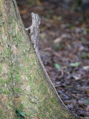 Lophosaurus spinipes