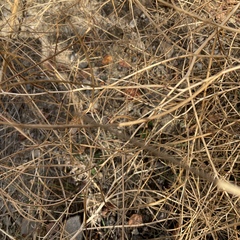 Sisymbrium altissimum