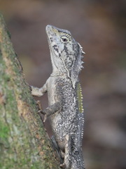 Lophosaurus spinipes