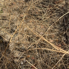 Sisymbrium altissimum