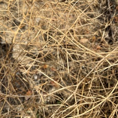 Sisymbrium altissimum