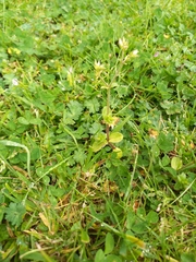 Cerastium glomeratum