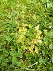 Cerastium glomeratum