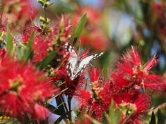 Belenois java teutonia