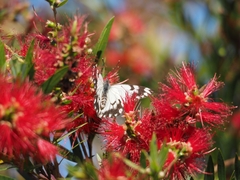Belenois java teutonia