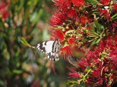 Belenois java teutonia