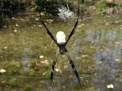 Argiope radon