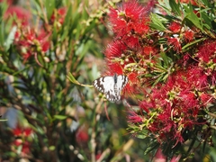 Belenois java teutonia