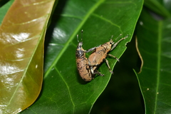 Cleistolophus similis