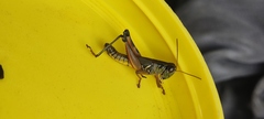 Phoetaliotes nebrascensis