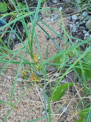 Carex pumila