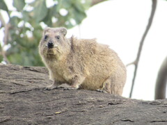 Procavia capensis