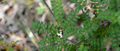 Zanthoxylum piperitum