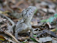 Lophosaurus spinipes