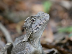 Lophosaurus spinipes