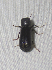 Bostrichidae