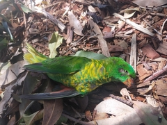 Trichoglossus chlorolepidotus
