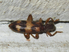 Cymatodera undulata