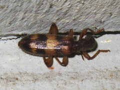 Cymatodera undulata