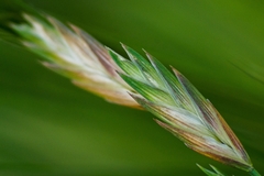 Bromus catharticus