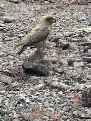 Nestor notabilis