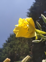 Oenothera elata