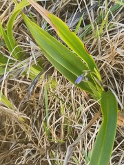 Dianella congesta