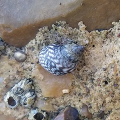 Echinolittorina placida