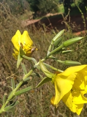 Oenothera elata