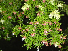 Saxegothaea conspicua