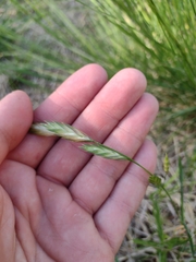Bromus catharticus