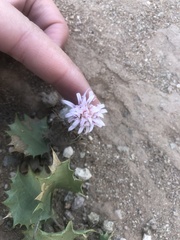 Acourtia nana