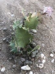 Acourtia nana