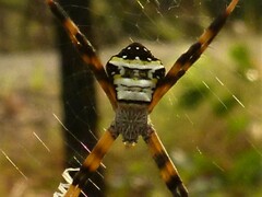 Argiope aetherea