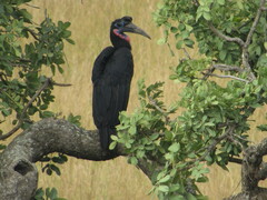 Bucorvus abyssinicus