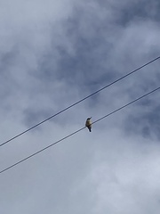 Todiramphus sanctus vagans