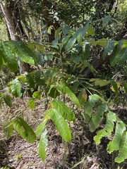 Dysoxylum mollissimum