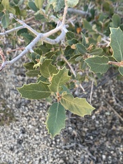 Quercus turbinella