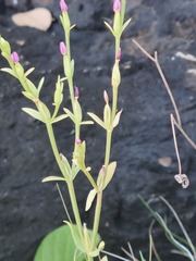 Schenkia spicata