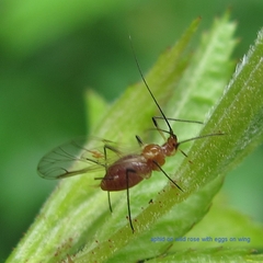 Macrosiphum