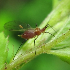 Macrosiphum