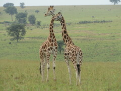 Giraffa camelopardalis rothschildi